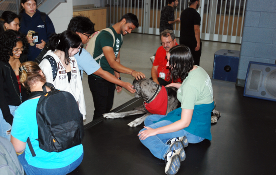 Students waiting their turn to pet one of the therapy dogs