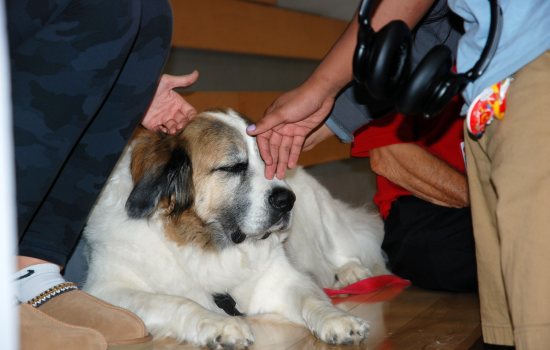 A happy and relaxed therapy dog being pet by students