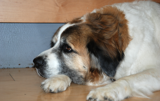 A happy and relaxed therapy dog on the stairs in the SLC