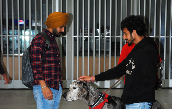 A large grey therapy dog being pet by two students