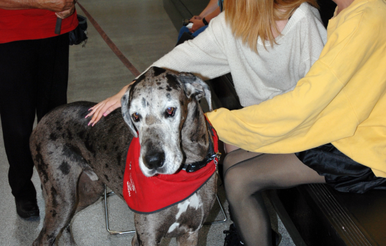 A large grey therapy dog being pet by two students while his handler watches