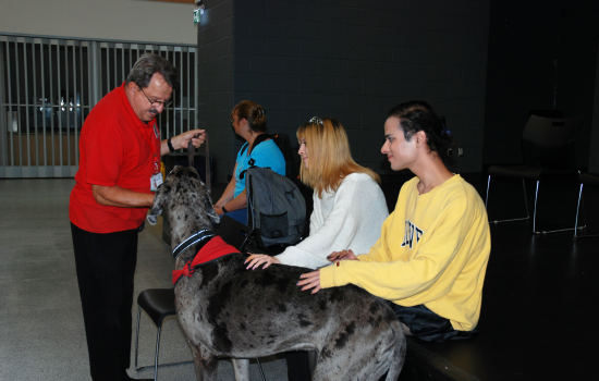 A large grey therapy dog being pet by two students while his handler watches