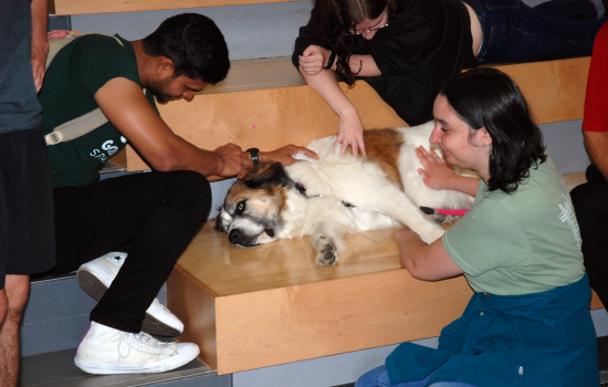 A happy and relaxed therapy dog being pet by students